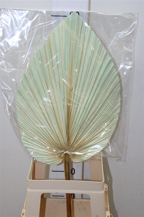 <h4>Dried Palmetto Light Blue Per Stem</h4>