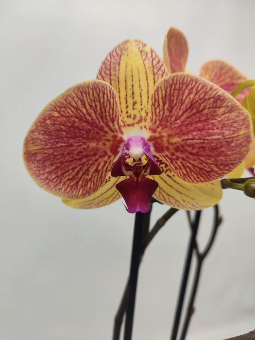 <h4>Limited 59 week 2</h4>