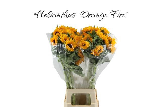 <h4>HELI ORANGE FIRE</h4>