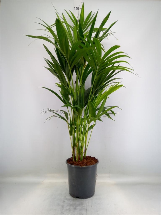 <h4>Howea forsteriana</h4>