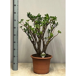 CRASS OVATA P30 80CM