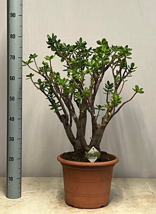<h4>CRASS OVATA P30 80CM</h4>