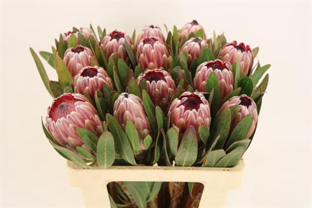 PROTEA PINK ICE