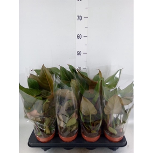 Philodendron   ...
