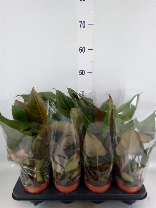 <h4>Philodendron   ...</h4>