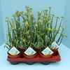 Bio Euphorbia phosphorea 300-PH10