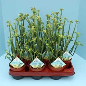 Bio Euphorbia phosphorea 300-PH10