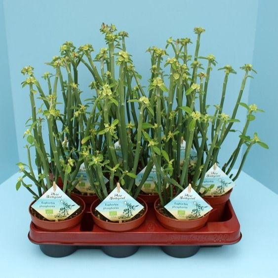 Bio Euphorbia phosphorea 300-PH10