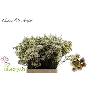 Chame Un Arbel White 70cm