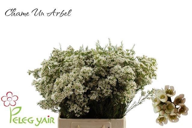 <h4>Chame Un Arbel White 70cm</h4>