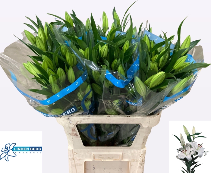 <h4>LI OR SANTANDER</h4>