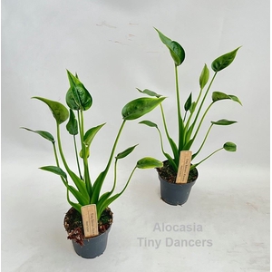 Alocasia