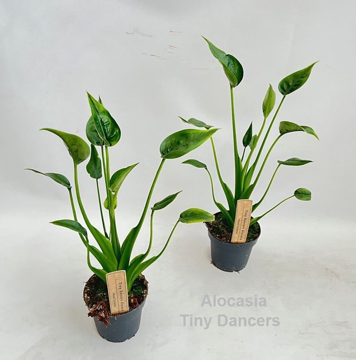 Alocasia