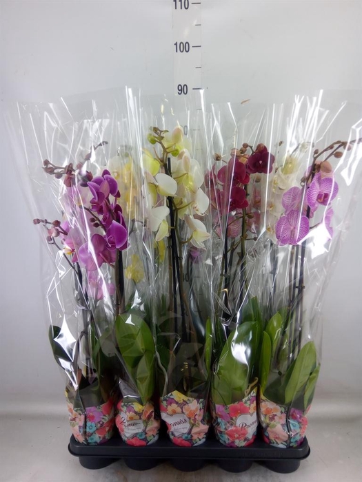<h4>Phalaenopsis   ...</h4>