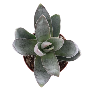 Crassula  'Garnet Lotus'