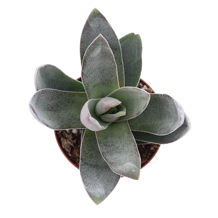 <h4>Crassula  'Garnet Lotus'</h4>