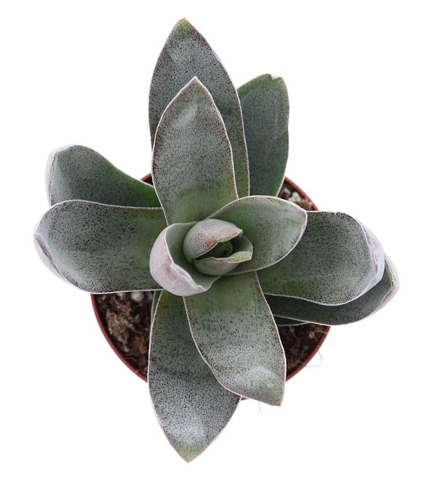 Crassula  'Garnet Lotus'