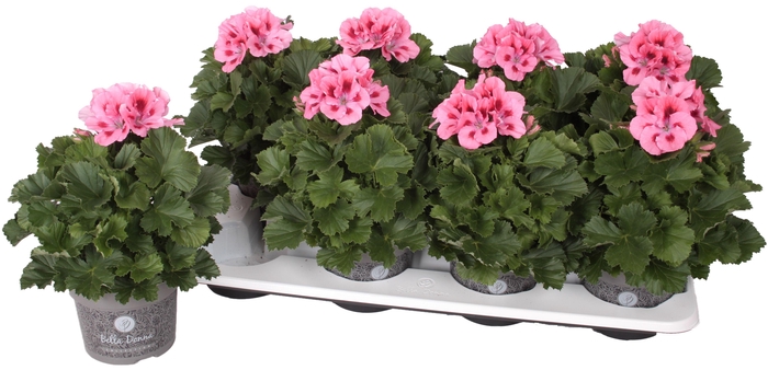 <h4>Pel. Bella Donna Roze 12cm</h4>