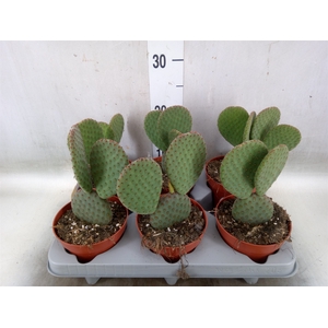 Opuntia microdasys