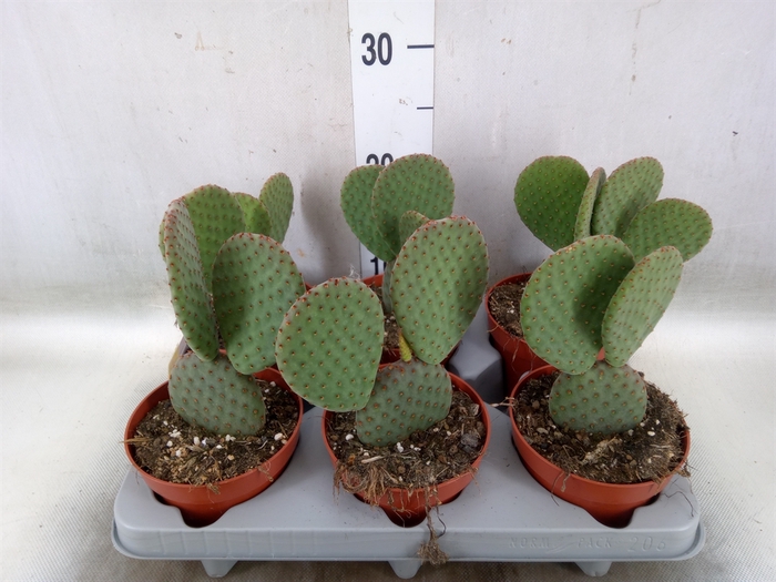 <h4>Opuntia microdasys</h4>