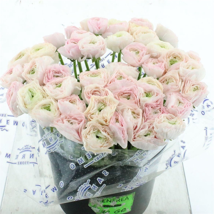 <h4>Ran Su Sr Madame Extra</h4>