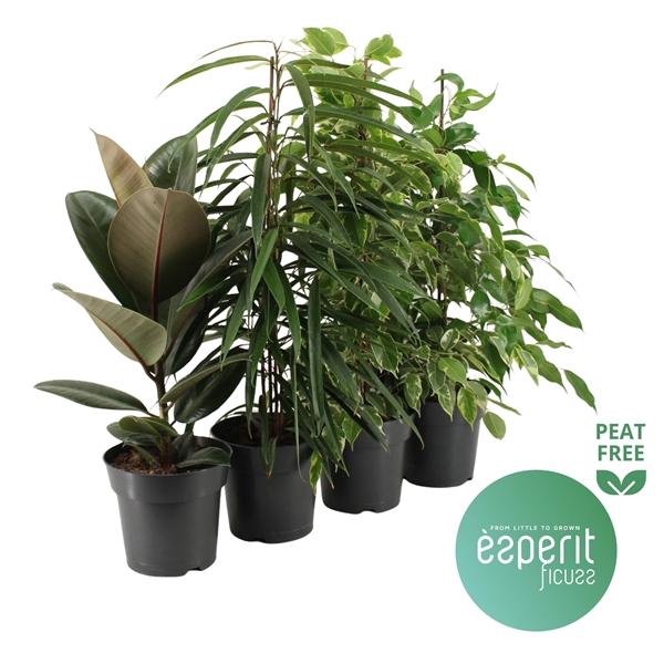 <h4>Ficus overig gemengd</h4>