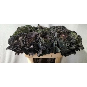 BRASS BLACK LEAF