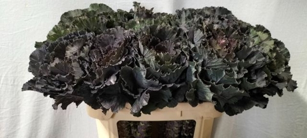 <h4>BRASS BLACK LEAF</h4>