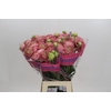 Ranunculus Roamnce Supreme Pink