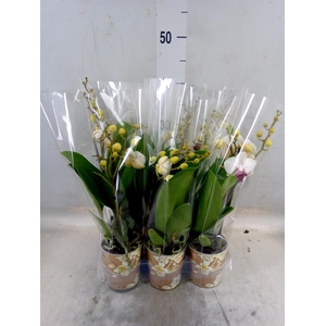 Phalaenopsis multi. 'FC Safe Haven'