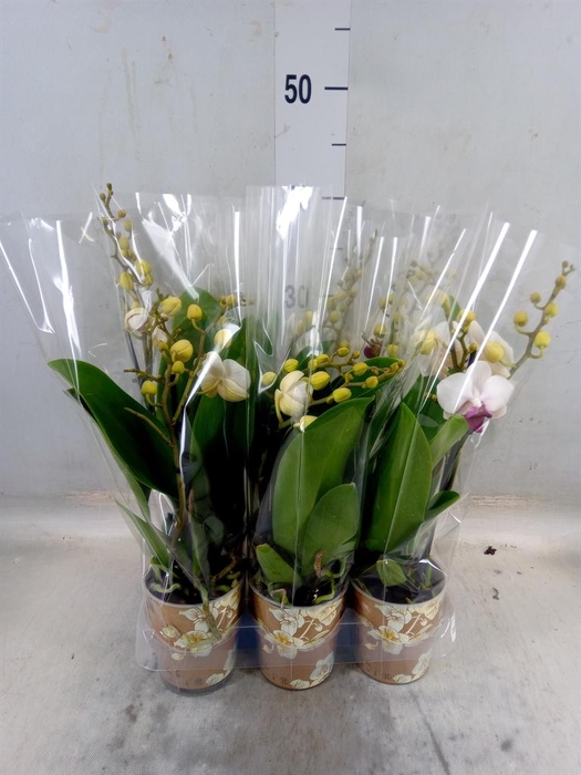 <h4>Phalaenopsis multi. 'FC Safe Haven'</h4>