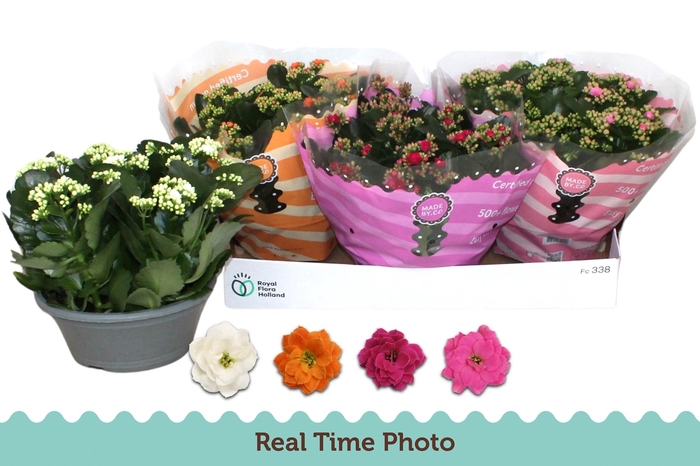 <h4>KAL GE GEM 4 KL</h4>