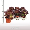 Aeonium Arboreum Valour