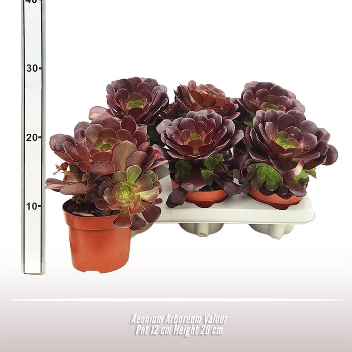 <h4>Aeonium Arboreum Valour</h4>