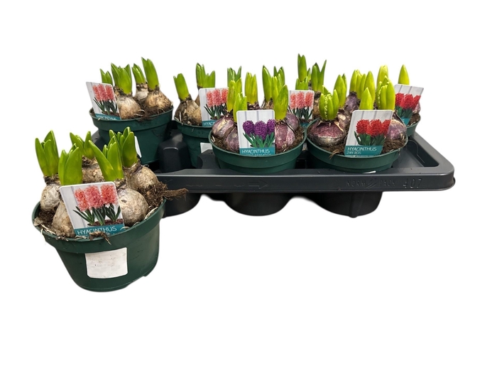 <h4>HYACIN GEM 4 KL</h4>