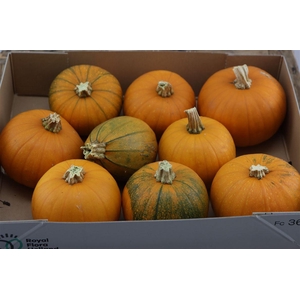 Sier Cuc P Halloween X9