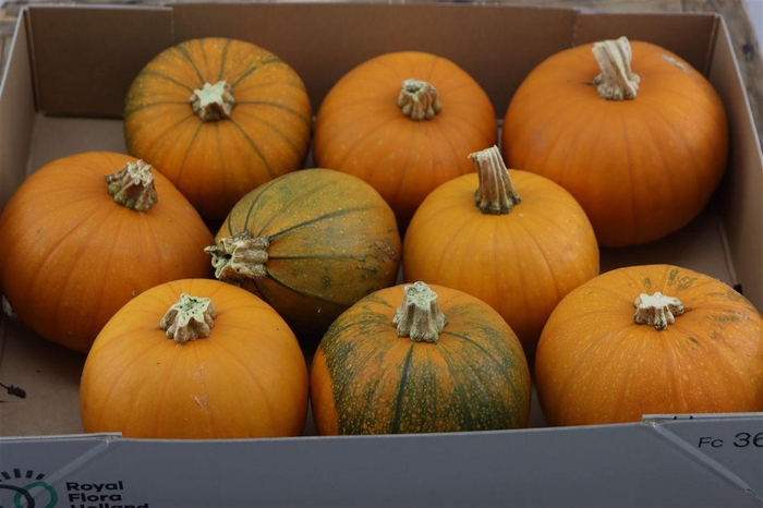 <h4>Sier Cuc P Halloween X9</h4>