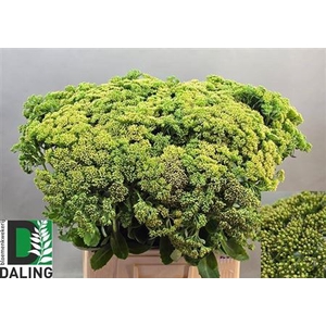 Sedum Spectabile