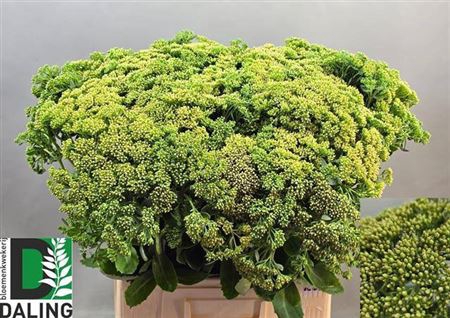 <h4>Sedum Spectabile</h4>