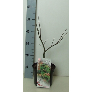 Acer palmatum 'Osakazuki' P19 Full CC