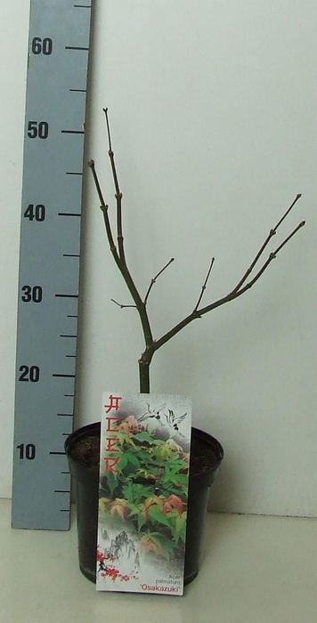 <h4>Acer palmatum 'Osakazuki' P19 Full CC</h4>