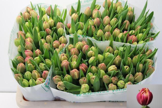 <h4>TU DU COLUMBUS</h4>