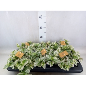 Tradescantia  'Brightness'