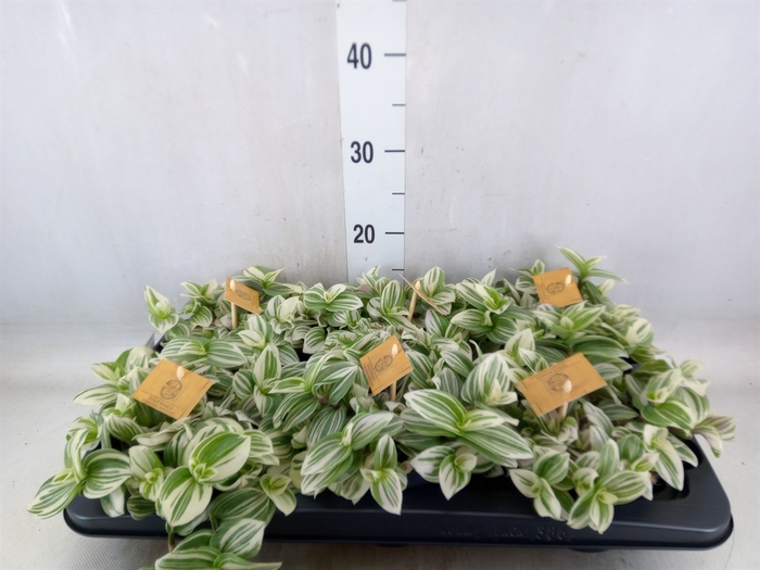 <h4>Tradescantia  'Brightness'</h4>