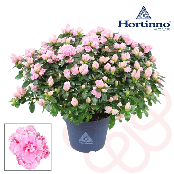 <h4>Hortinno® Home 'Classic Bicolor' 35 - 37 cm</h4>