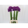 Allium Purple Sensation