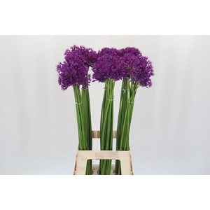 Allium Purple Sensation