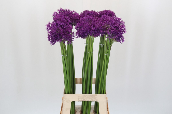 <h4>Allium Purple Sensation</h4>