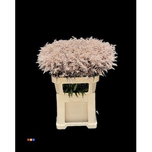 Solidago Champagne 80cm