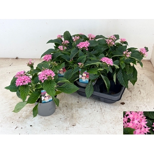 PENT STARCLUSTER ROS